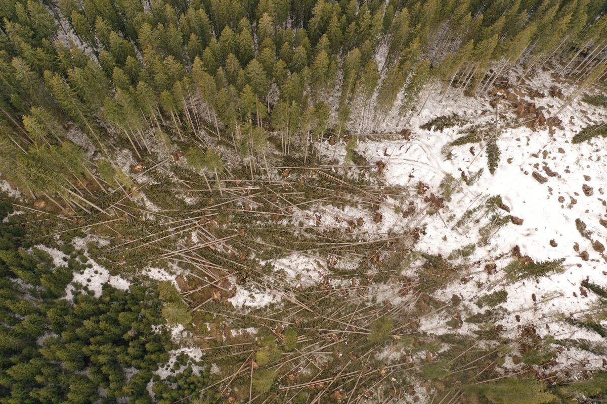 Vir: Zavod za gozdove; vetrolom