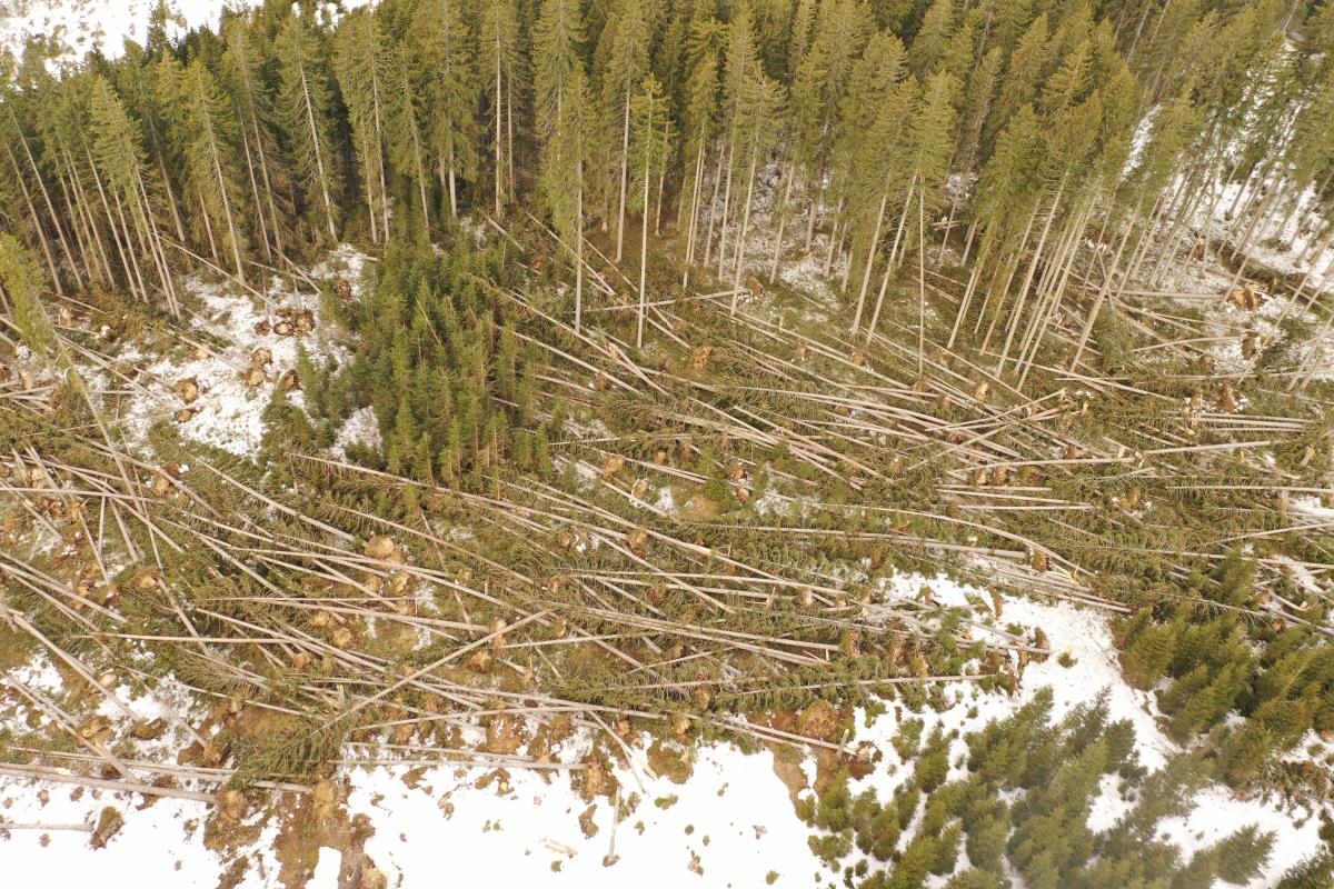 Vir: Zavod za gozdove; vetrolom